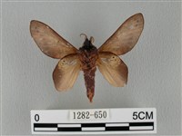 緣斑枯葉蛾藏品圖，第2張