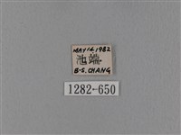 緣斑枯葉蛾藏品圖，第3張