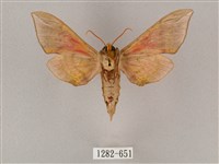 榆綠天蛾藏品圖，第2張