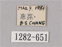 榆綠天蛾藏品圖，第3張