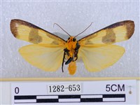 閃光苔蛾藏品圖，第2張