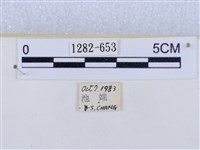 閃光苔蛾藏品圖，第3張