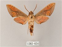 臺灣白肩天蛾藏品圖，第2張