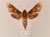 雙斑白肩天蛾藏品圖，第1張