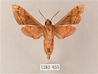 雙斑白肩天蛾藏品圖，第2張