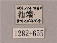 雙斑白肩天蛾藏品圖，第3張