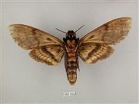 鬼臉天蛾藏品圖，第2張