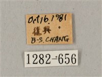 鬼臉天蛾藏品圖，第3張