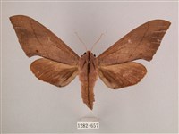 直翅六點天蛾藏品圖，第1張