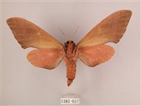 直翅六點天蛾藏品圖，第2張