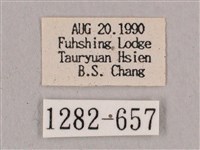 直翅六點天蛾藏品圖，第3張