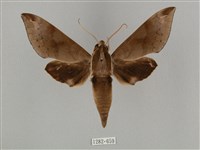 鋸線天蛾藏品圖，第1張