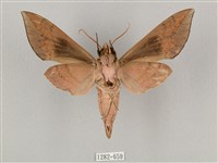 鋸線天蛾藏品圖，第2張