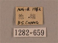 鋸線天蛾藏品圖，第3張