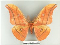 大透目天蠶蛾藏品圖，第1張