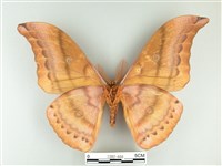 大透目天蠶蛾藏品圖，第2張