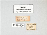 大透目天蠶蛾藏品圖，第3張