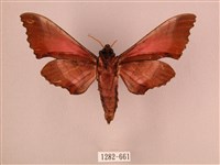 桃紅六點天蛾藏品圖，第2張