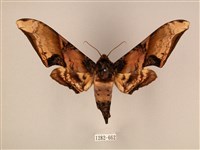 臀角斑天蛾藏品圖，第1張