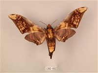 臀角斑天蛾藏品圖，第2張