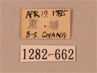 臀角斑天蛾藏品圖，第3張