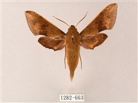 臺灣白肩天蛾藏品圖，第1張