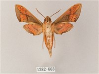 臺灣白肩天蛾藏品圖，第2張