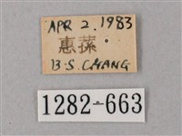 臺灣白肩天蛾藏品圖，第3張