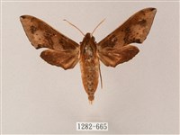 雙斑白肩天蛾藏品圖，第1張