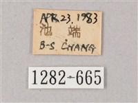 雙斑白肩天蛾藏品圖，第3張