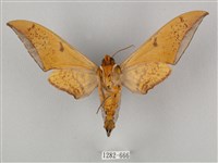 圓斑鷹翅天蛾藏品圖，第2張