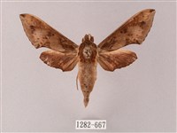 雙斑白肩天蛾藏品圖，第1張