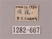 雙斑白肩天蛾藏品圖，第3張