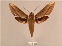 背線天蛾藏品圖，第1張