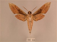 背線天蛾藏品圖，第2張