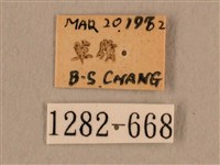 背線天蛾藏品圖，第3張