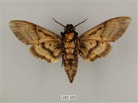 鬼臉天蛾藏品圖，第2張