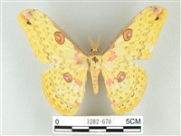 黃豹天蠶蛾藏品圖，第1張