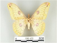 黃豹天蠶蛾藏品圖，第2張