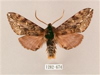 井上氏絨毛天蛾藏品圖，第1張