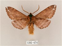 井上氏絨毛天蛾藏品圖，第2張