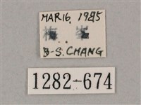 井上氏絨毛天蛾藏品圖，第3張