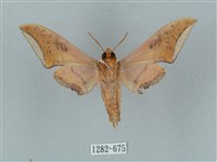 廣東鷹翅天蛾藏品圖，第2張