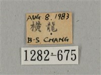 廣東鷹翅天蛾藏品圖，第3張