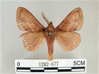 鋸紋枯葉蛾藏品圖，第1張