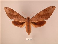 波紋豆天蛾藏品圖，第1張