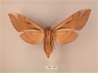 波紋豆天蛾藏品圖，第2張