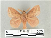 淡紋斜帶枯葉蛾藏品圖，第1張