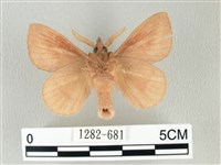 淡紋斜帶枯葉蛾藏品圖，第2張