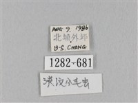 淡紋斜帶枯葉蛾藏品圖，第3張